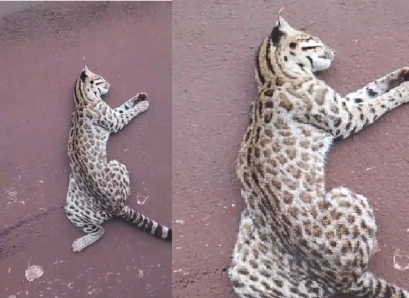 jaguatirica