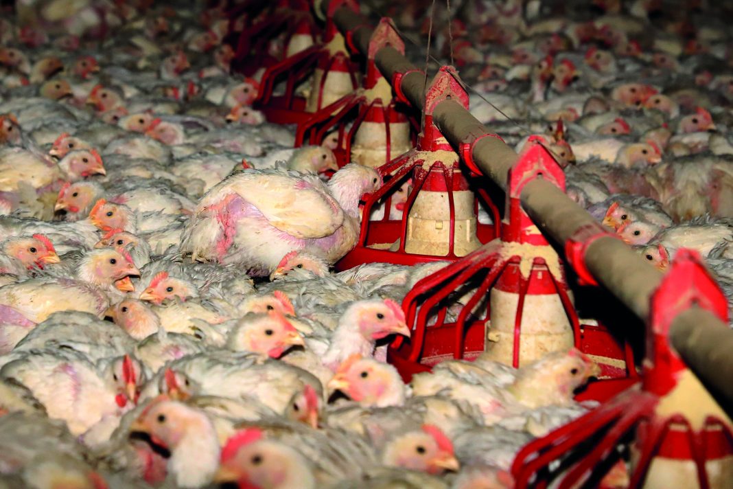 Produção de frango para corte. Toledo 06-2021. Foto: Ari Dias/AEN